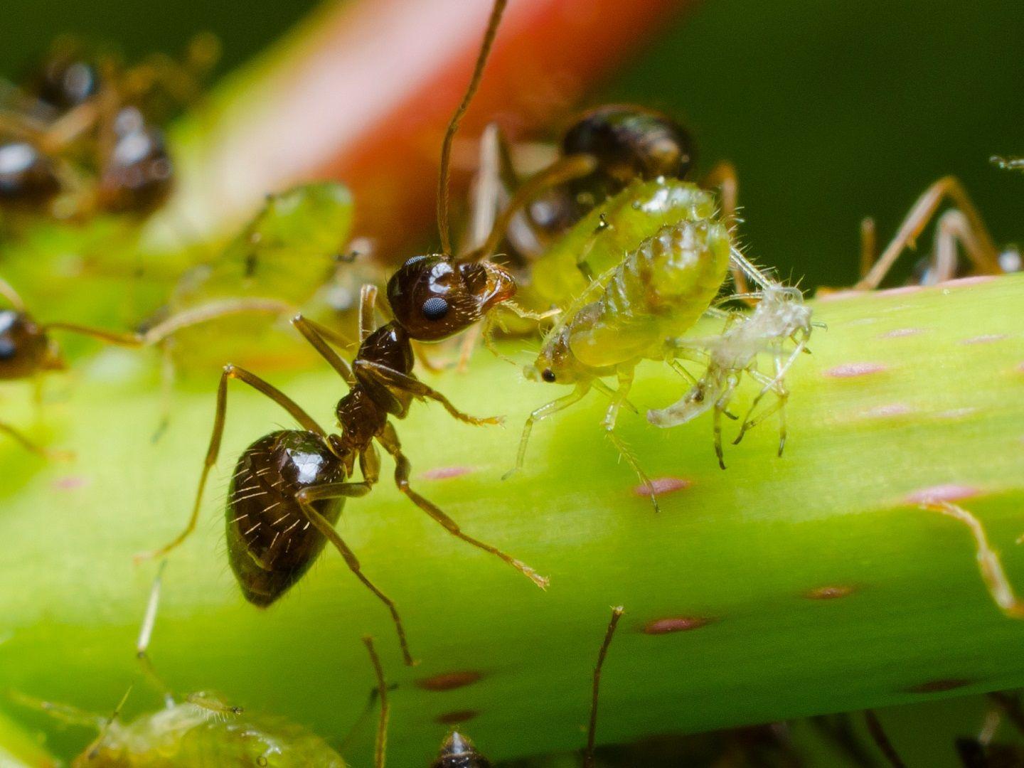 Заболевшие муравьи. Муравейник черного садового муравья. Черный садовый муравей с тлей. Черный садовый муравей питание. Муравей в траве.