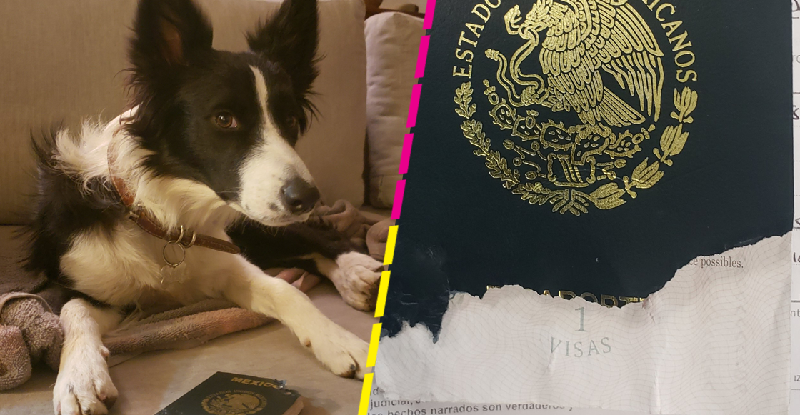 justificaciones-sre-mi-perrita-simona-pasaporte