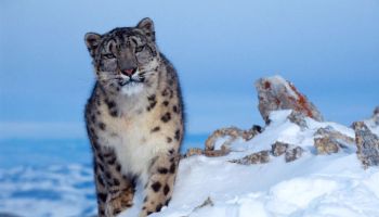 Tres leopardos de la nieve mueren por COVID-19