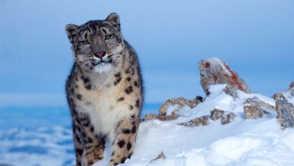 Tres leopardos de la nieve mueren por COVID-19