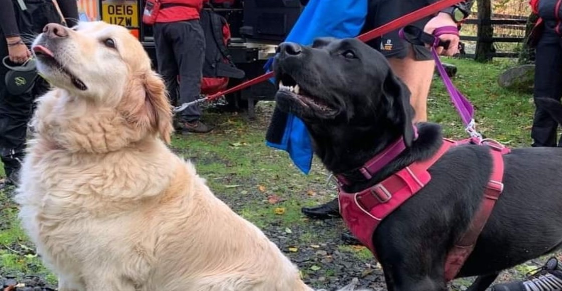 Lomitos heroicos: Así salvaron estos perritos a su dueño había quedado inconsciente