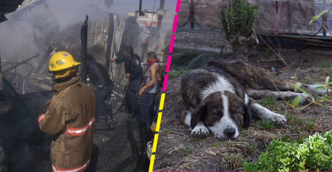 Mueren 30 perros de un adulto mayor tras incendiarse su vivienda