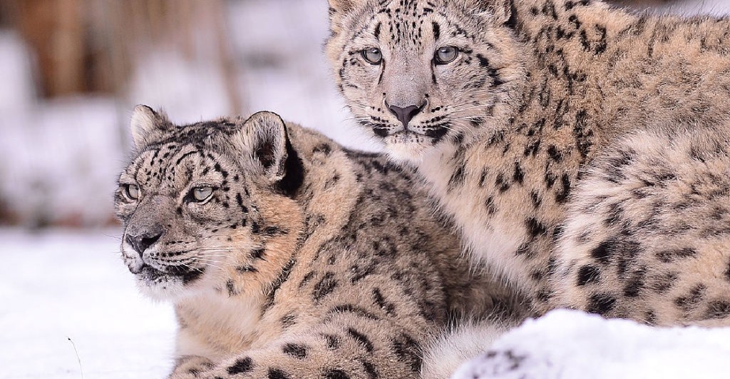 Tres leopardos de las nieves murieron por COVID-19 en zoológico de EU