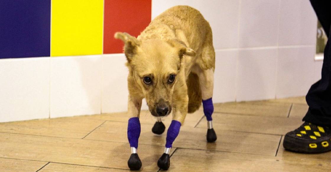Awww: Perrita recibe cuatro prótesis gracias a una 'coperacha' en internet