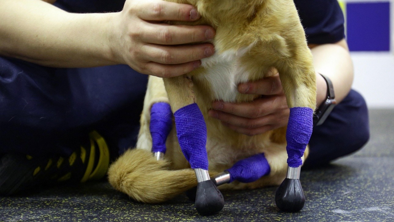 Awww: Perrita recibe cuatro prótesis gracias a una 'coperacha' en internet