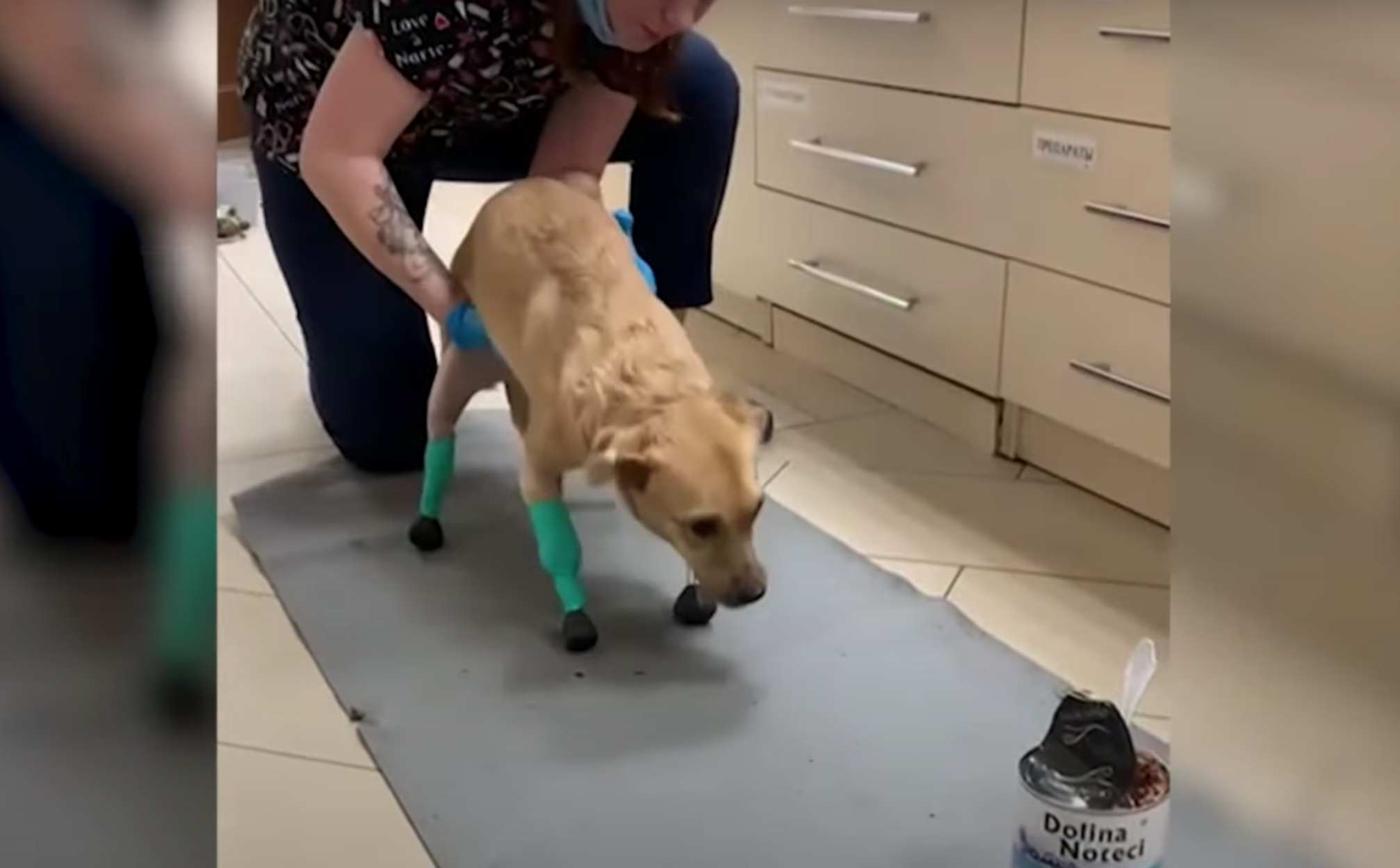 Awww: Perrita recibe cuatro prótesis gracias a una 'coperacha' en internet