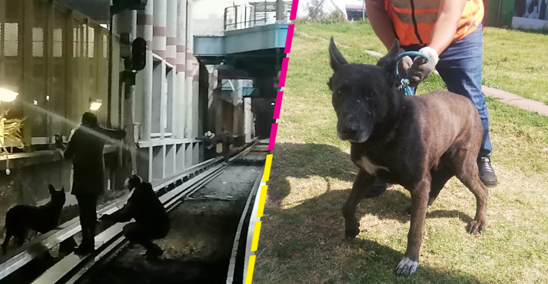 perrito-perdido-vias-metro-cdmx-linea-b
