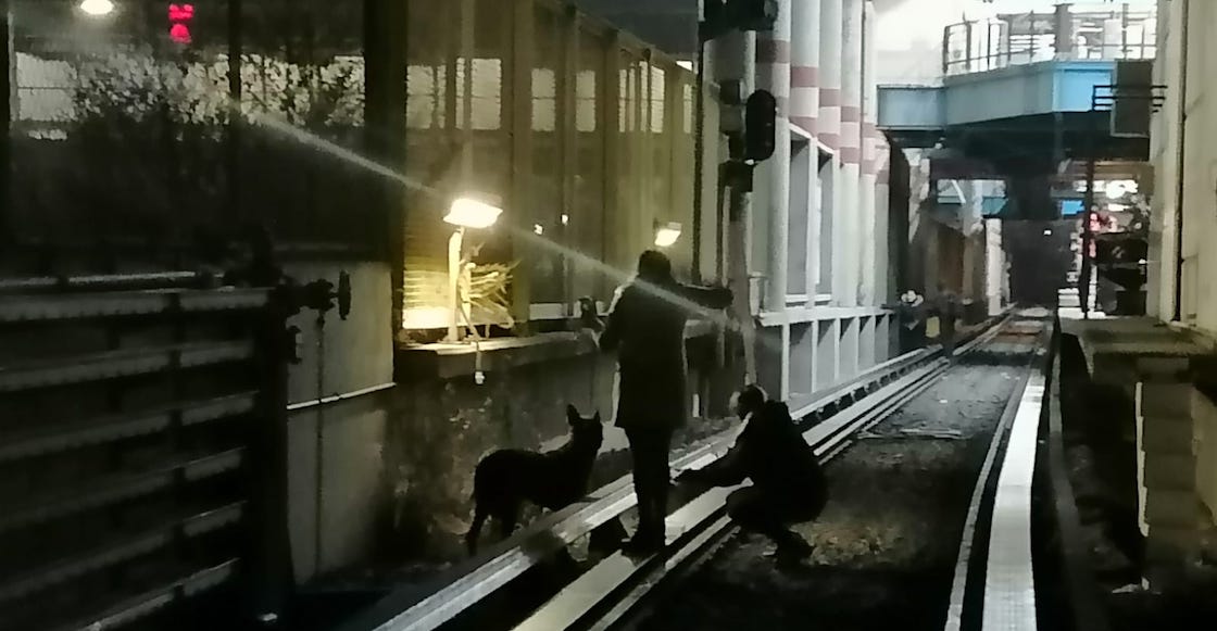perrito-perdido-vias-metro