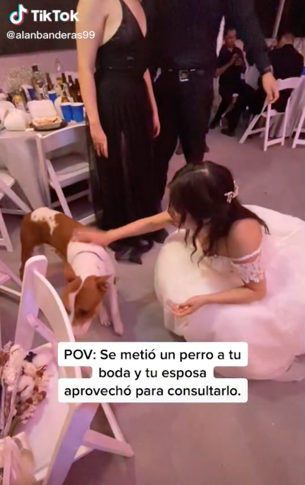 Suaves invitados: Perrito se cuela a boda y se vuelve viral en TikTok