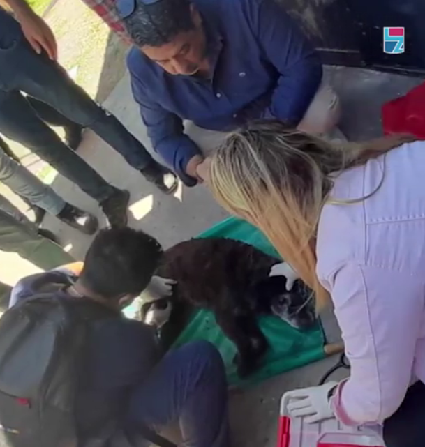 Rescatan a un perrito atrapado en una coladera tras 20 horas de trabajo