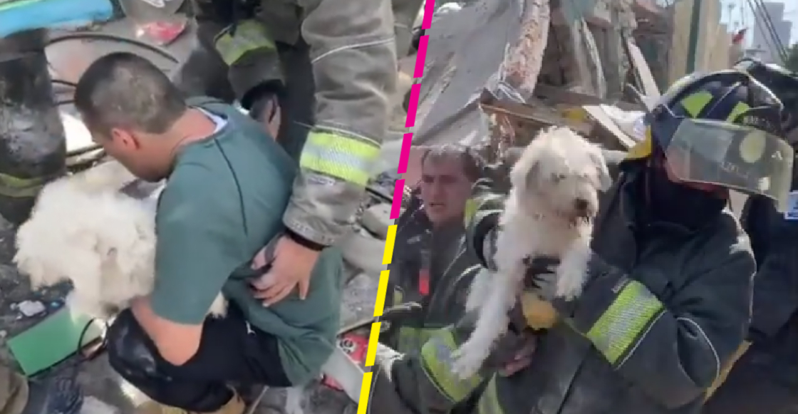 Captan rescate de un perrito tras la explosión en la colonia Pensil Norte de CDMX