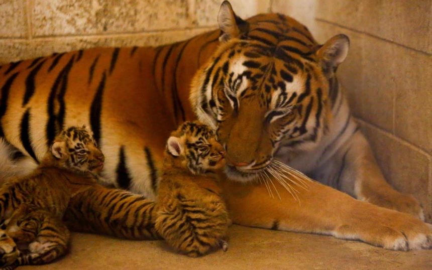 ¡Grrrandioso! Nacen cuatro tigres de bengala en el Zoológico de Chihuahua