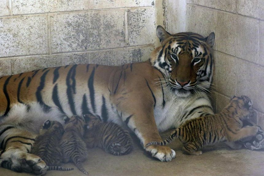¡Grrrandioso! Nacen cuatro tigres de bengala en el Zoológico de Chihuahua