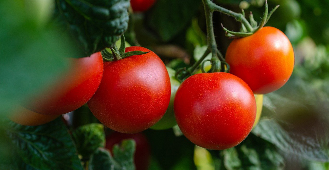 tomates-plantas-estudio