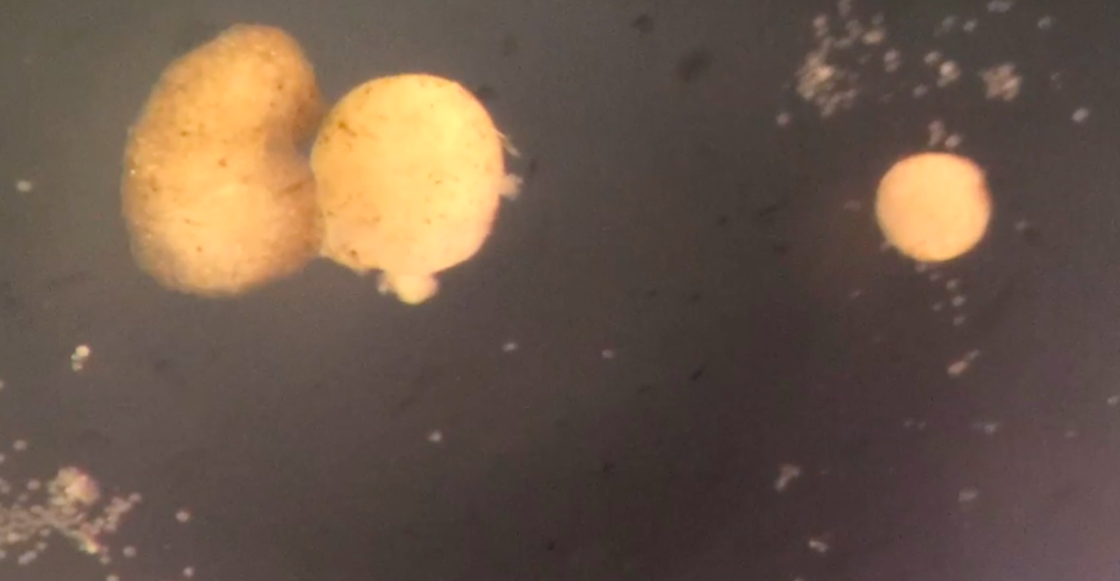 xenobots-primeros-robots-vivos-pueden-reproducir