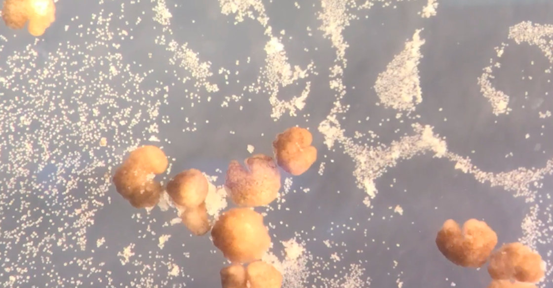 xenobots-robots-vivos-reproducir