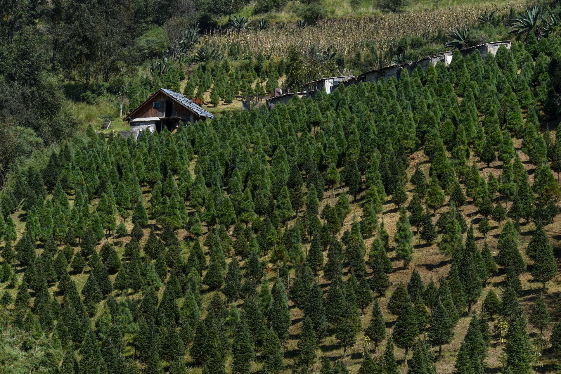 Productores de árboles de Navidad de San Miguel Mimiapan y Santiago Tecojotillos en Xonacatlán iniciaron el corte y venta de árboles, con 99 hectáreas sembradas con especies como Oyamel, Ayacahuite y Pseudotsuga, tienen listos 50 mil árboles para su corte y comercialización.