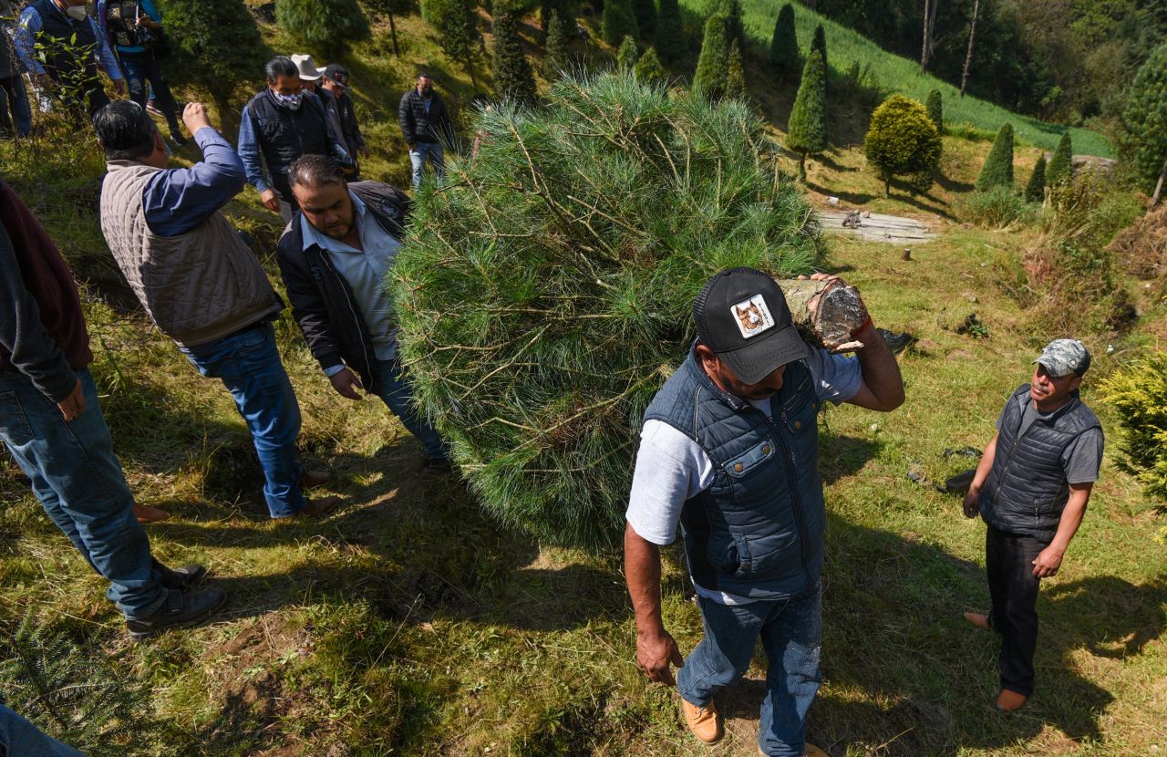 Productores de árboles de Navidad de San Miguel Mimiapan y Santiago Tecojotillos en Xonacatlán iniciaron el corte y venta de árboles, con 99 hectáreas sembradas con especies como Oyamel, Ayacahuite y Pseudotsuga, tienen listos 50 mil árboles para su corte y comercialización.