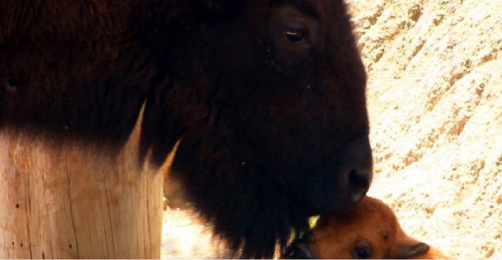 MÉXICO, D.F., 22MAYO2015.- Después de un periodo de gestación de 9 meses, nació una hembra de bisonte americano (Bison bison) en el Zoológico de Chapultepec; siendo la primera cría de esta especie nacida en esta institución desde 1992.
