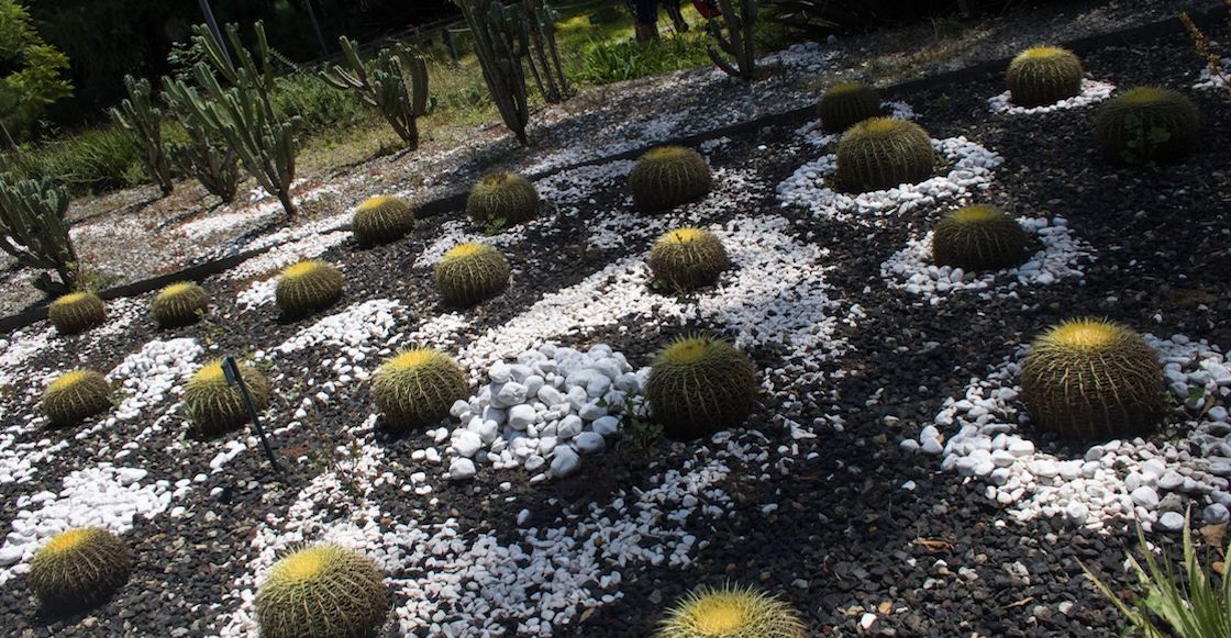 bosque-chapultepec-jardin-botanico