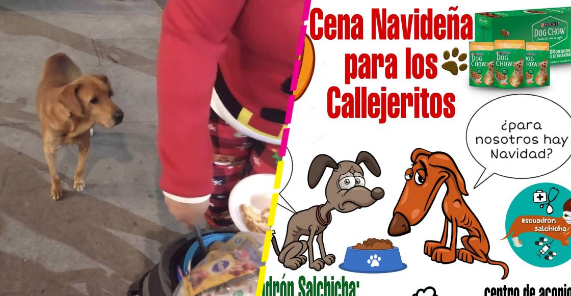 ¡Suave Navidad! Refugio en Ecatepec le arma una cena navideña a perritos callejeros