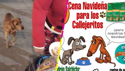 ¡Suave Navidad! Refugio en Ecatepec le arma una cena navideña a perritos callejeros