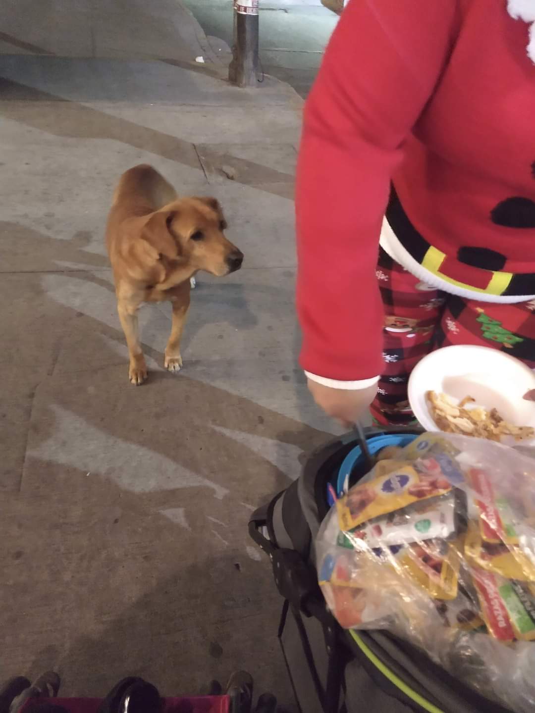 ¡Suave Navidad! Refugio en Ecatepec le arma una cena navideña a perritos callejeros 