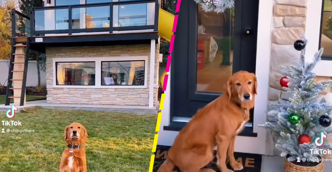 Con tele y toda la cosa: Checa la espectacular casa donde vive un perrito que se hizo viral