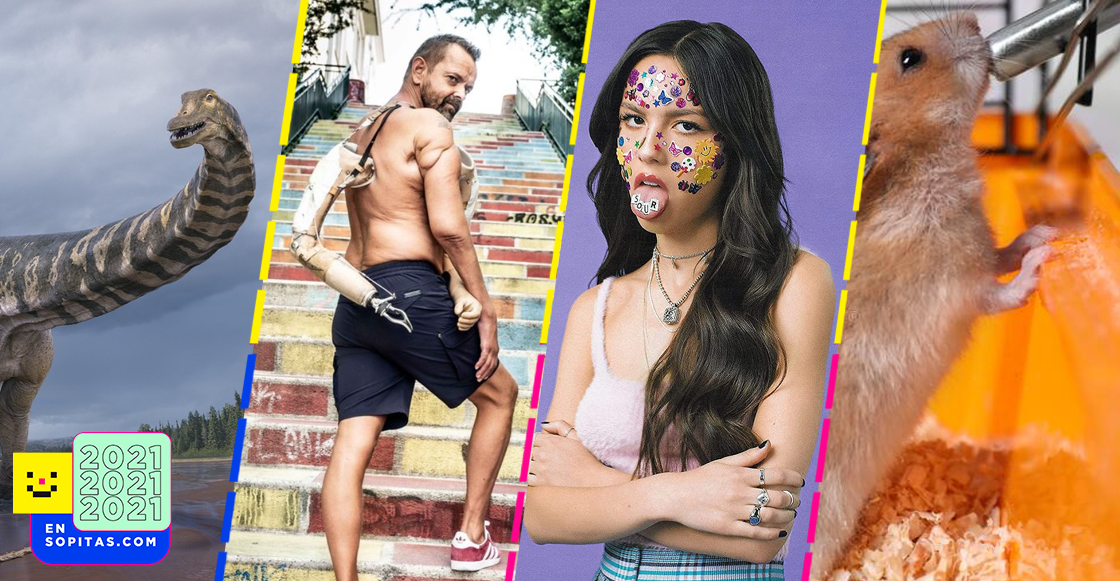 datos-ociosos-2021-50-olivia-rodrigo-hamster-borracho-sopitas-descubrimos