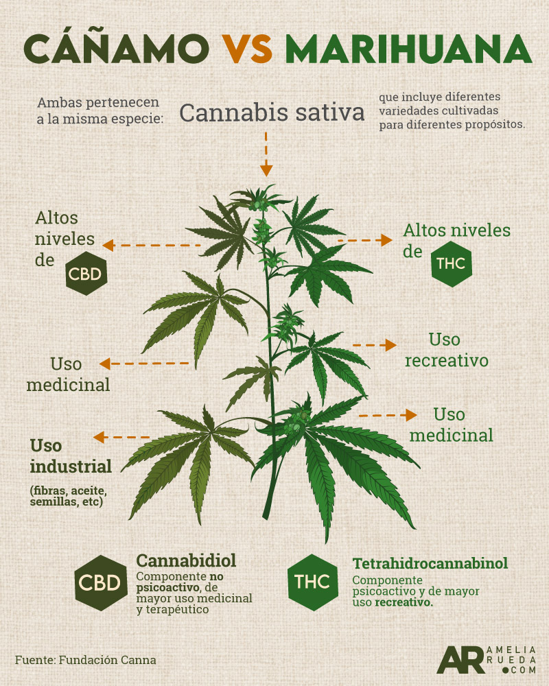 diferencia-cañamo-marihuana