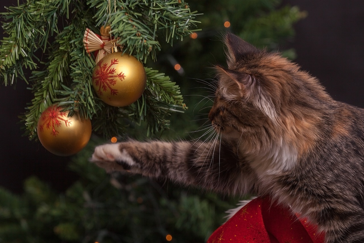 gato-navidad-luces