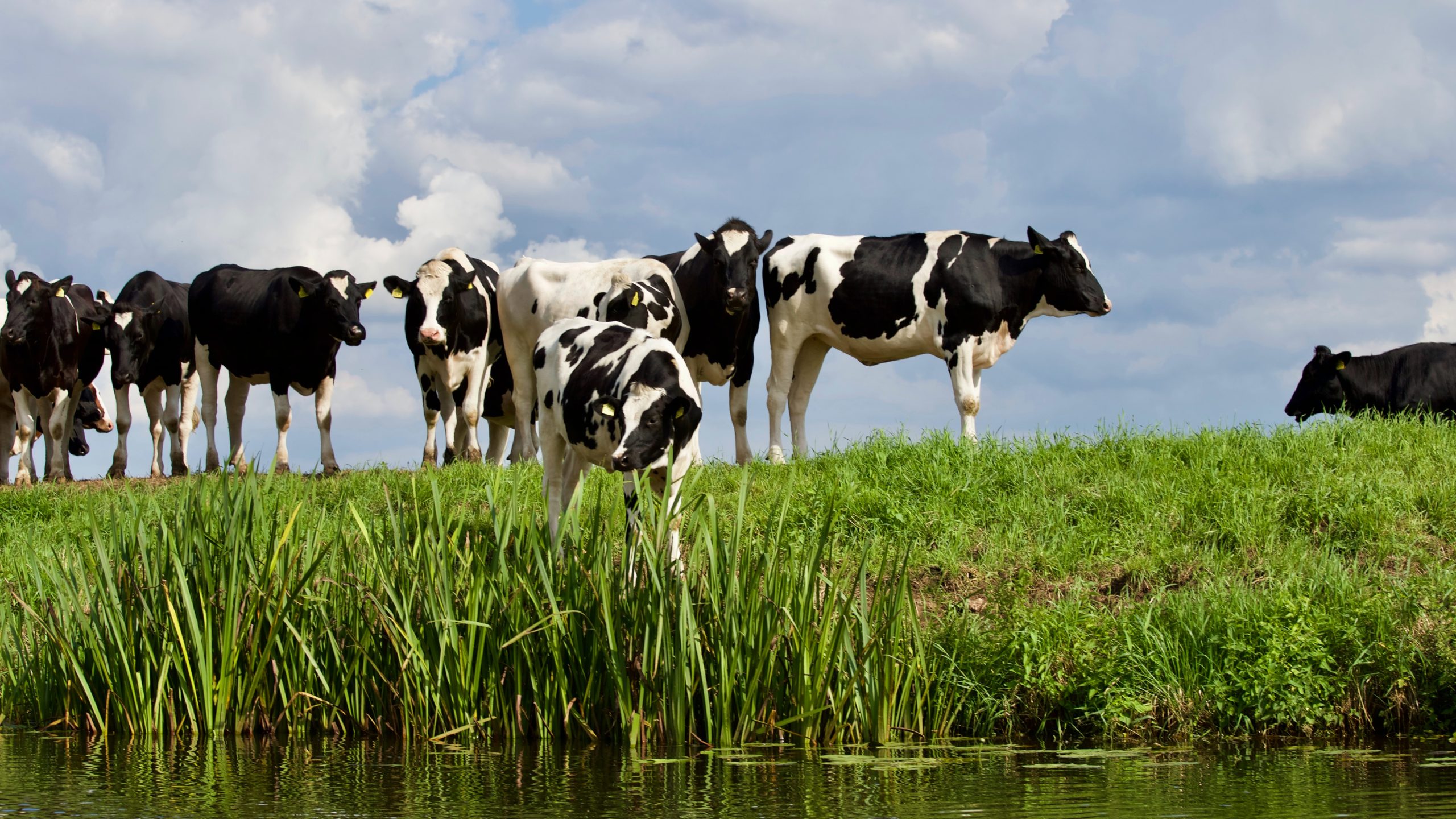 Hermana, cayó la ley: Granjero intenta denunciar a sus vacas por no dar leche 