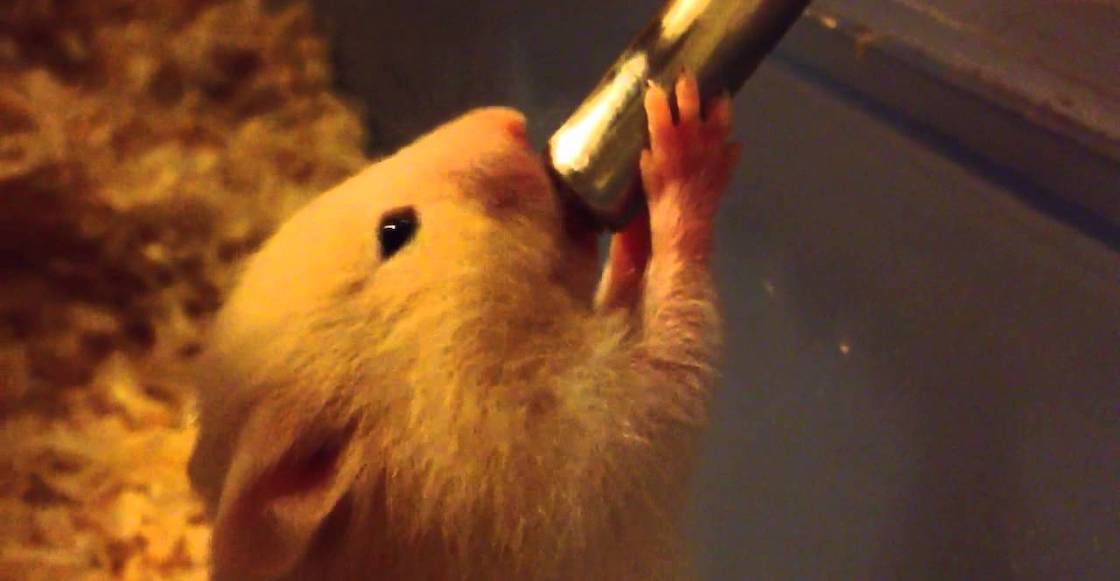 hamster-toma-agua