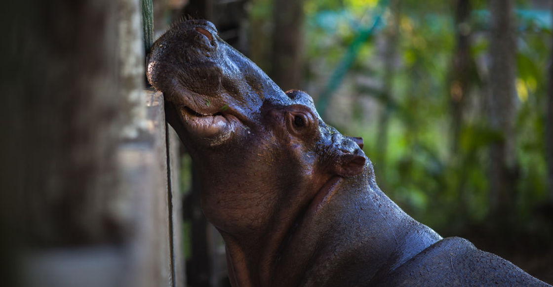 Dos hipopótamos de un zoológico dieron positivo a COVID-19