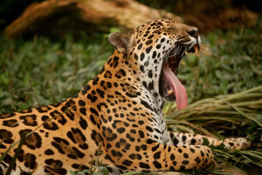 ¡Fantástico! El número de jaguares en México se multiplica en un 20%