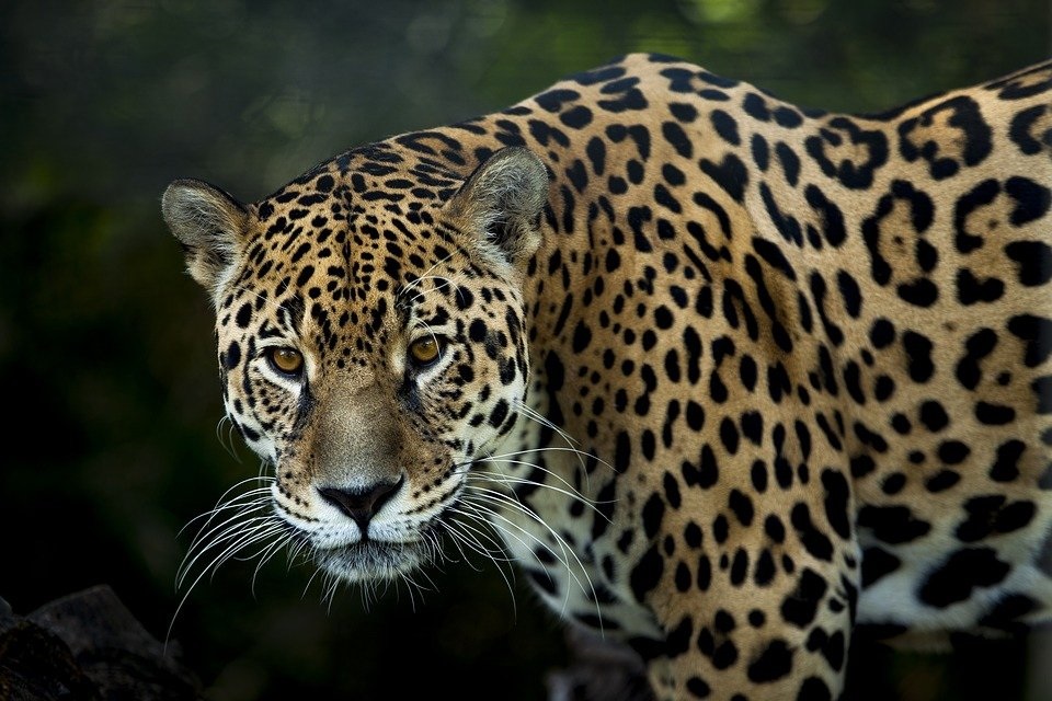 ¡Fantástico! El número de jaguares en México se multiplica en un 20%