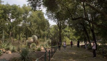 jardin-botanico-cdmx-chapultepec-diciembre