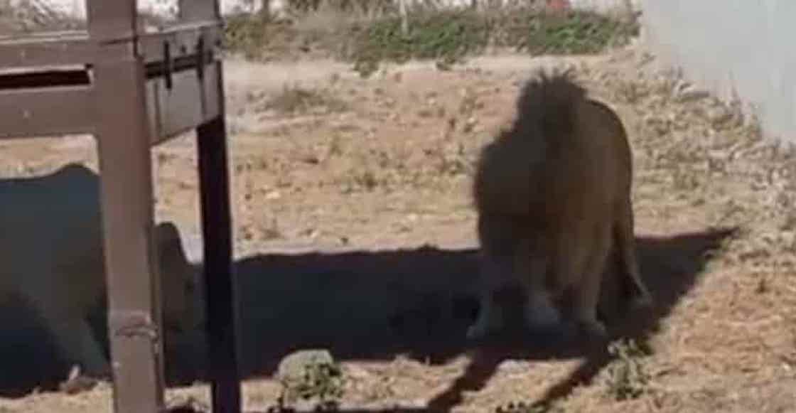 leon-comio-cachorro-zoologico-hidalgo