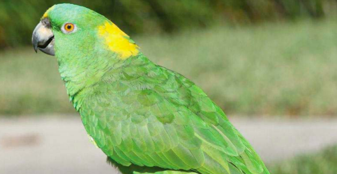 loro-nuca-amarilla-peligro-critico-extincion-mexico