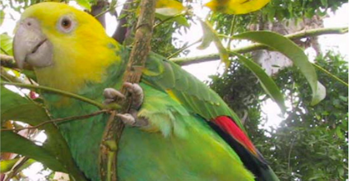 loro-nuca-amarilla-peligro-critico-extincion-red-list