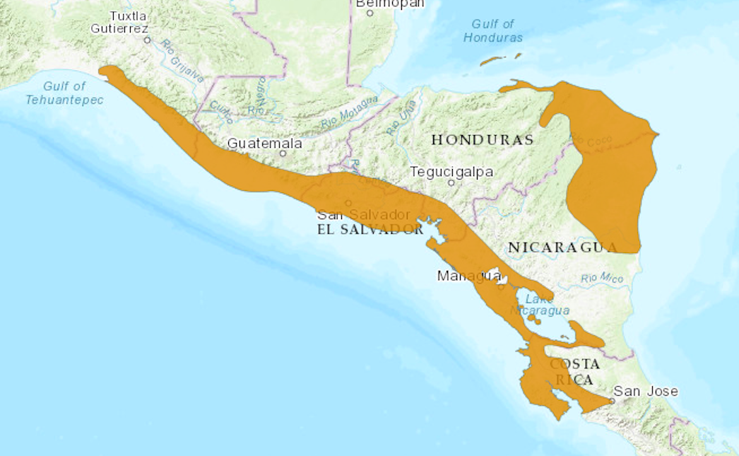 loro-nuca-amarilla-peligro-extincion
