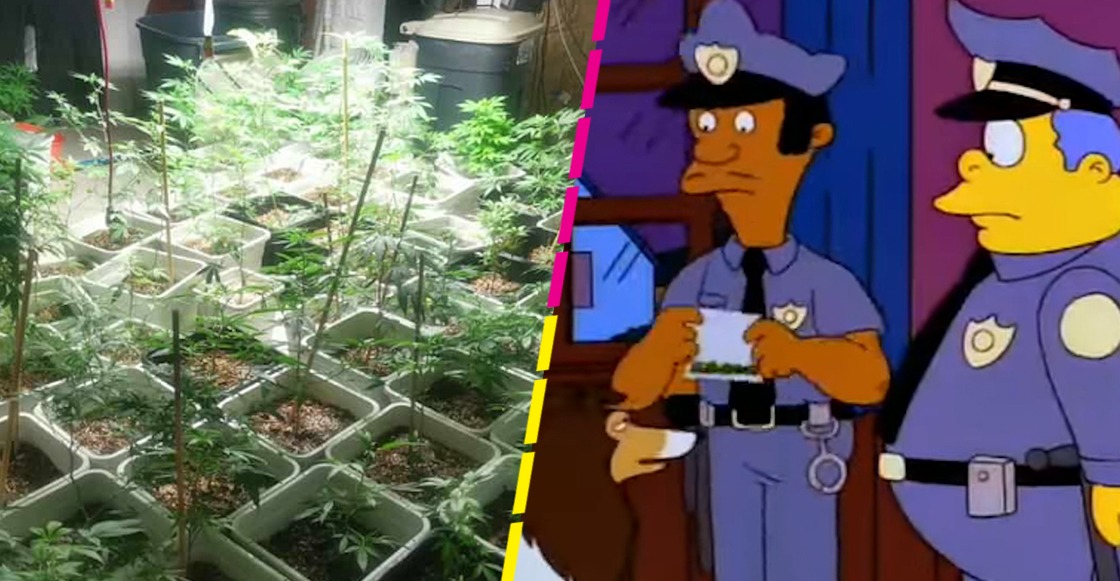 macetas-marihuana-tlalpan-casa