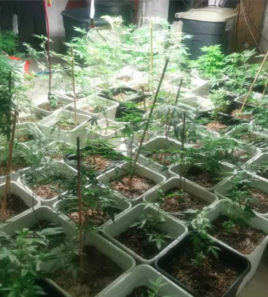 macetas-marihuana-tlalpan