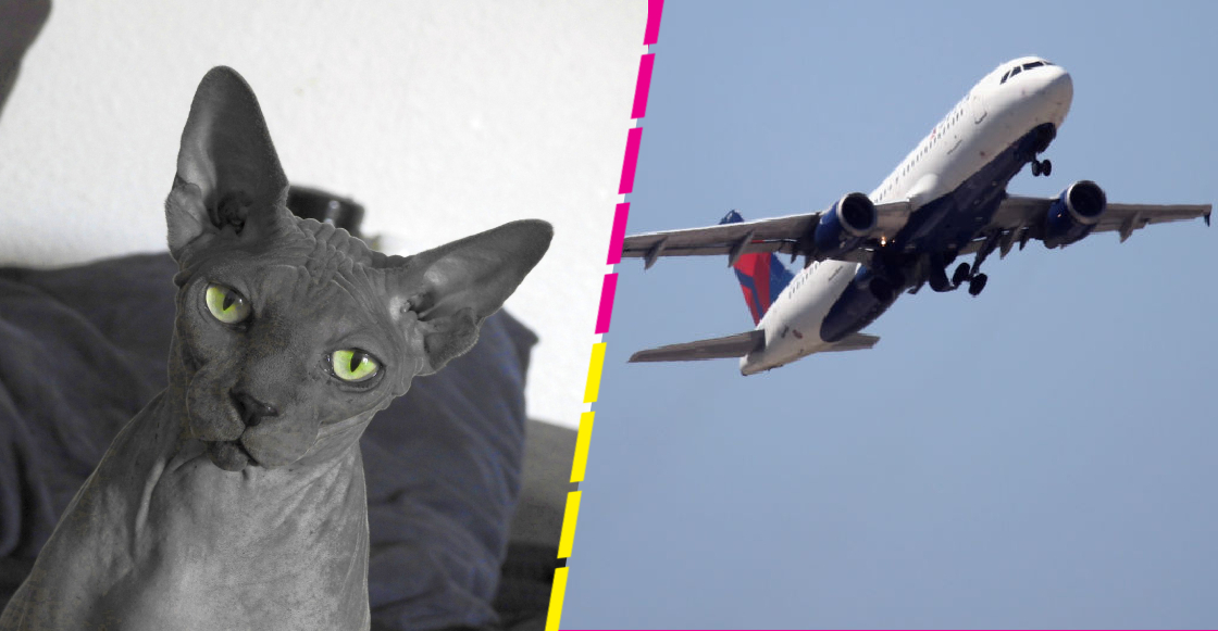 Descubren a una mujer intentando amamantar a su gato en pleno vuelo