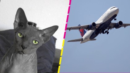 Descubren a una mujer intentando amamantar a su gato en pleno vuelo