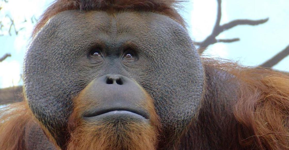 murio-toto-orangutan-chapultepec-cdmx