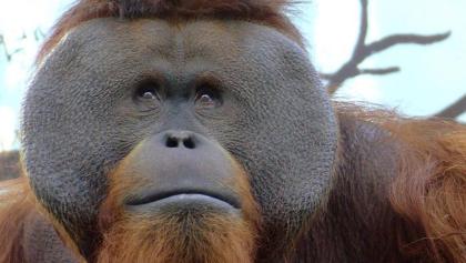 murio-toto-orangutan-chapultepec-cdmx