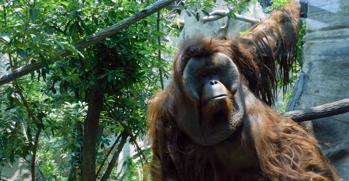 murio-toto-orangutan-zoologico-chapultepec
