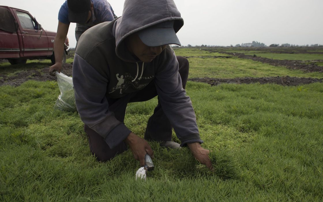 origen-romeritos-comida-navidad-cultivo