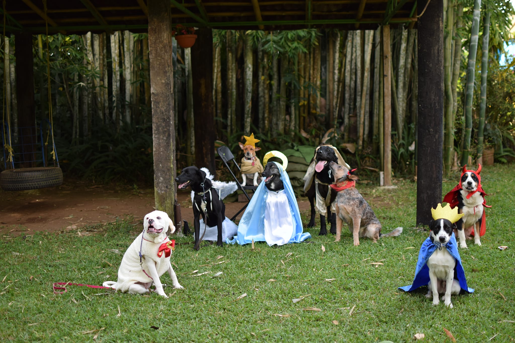Qué perrona: En Veracruz arman pastorela con perritos y las fotos son bellísimas